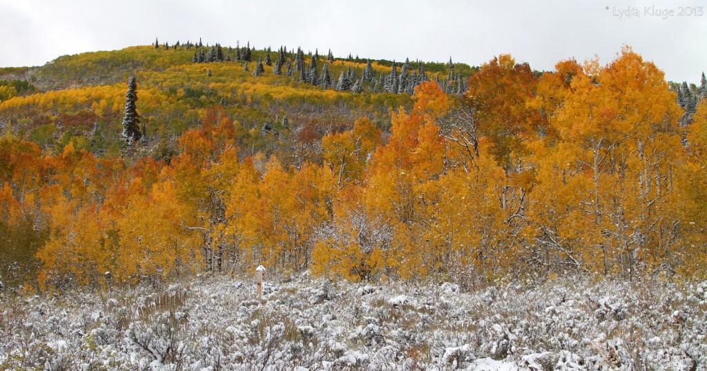 Contrast of white snow and golden aspen.