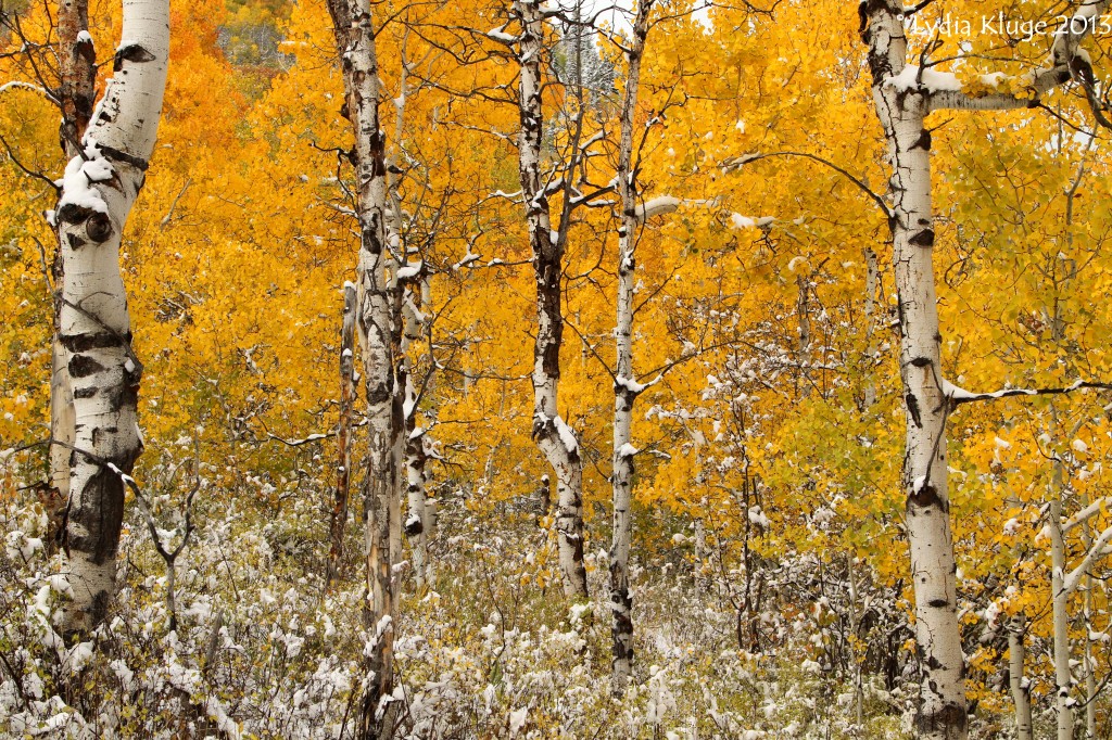 The bright leaves and silver bark make a pretty backdrop.