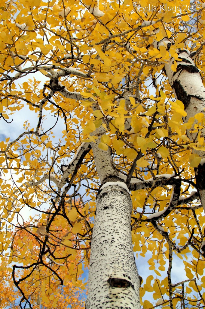 The bright trees tower overhead.