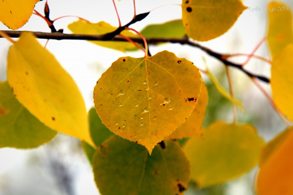 Melted snow clings to a leaf.