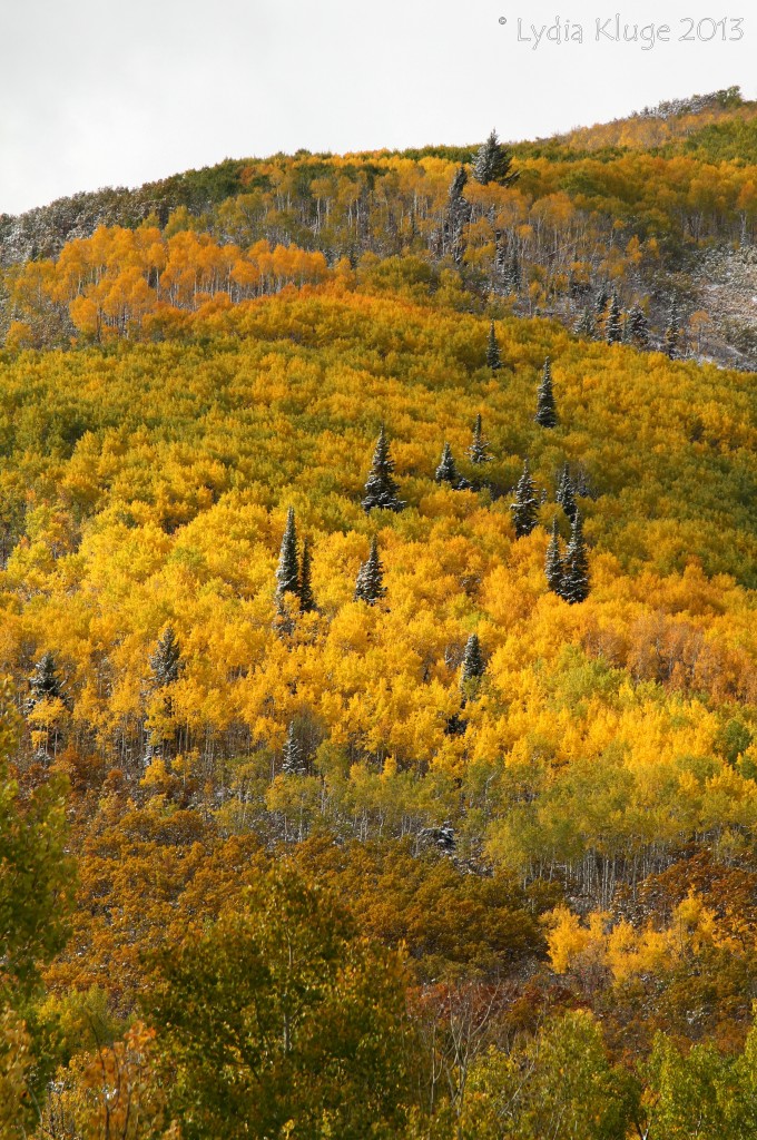 Evergreen scattered among the aspens.