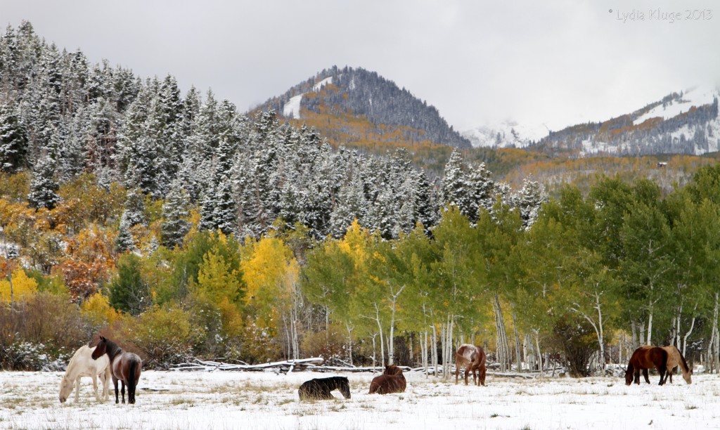 Horses in the snow.