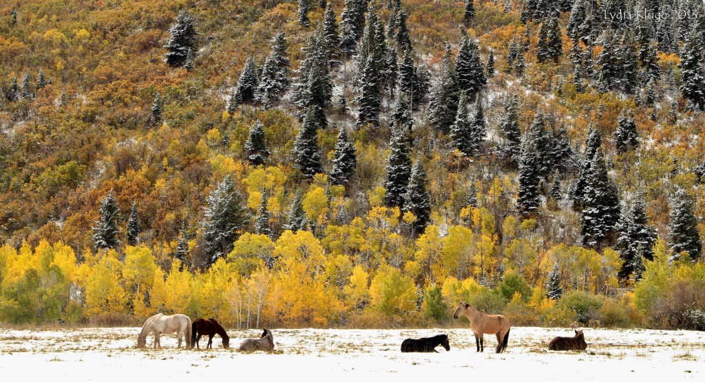 The snow doesn't bother the horses.