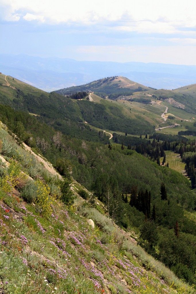 The view from Guardsman Pass - wildflowers in the foreground and vistas and mountains beyond.