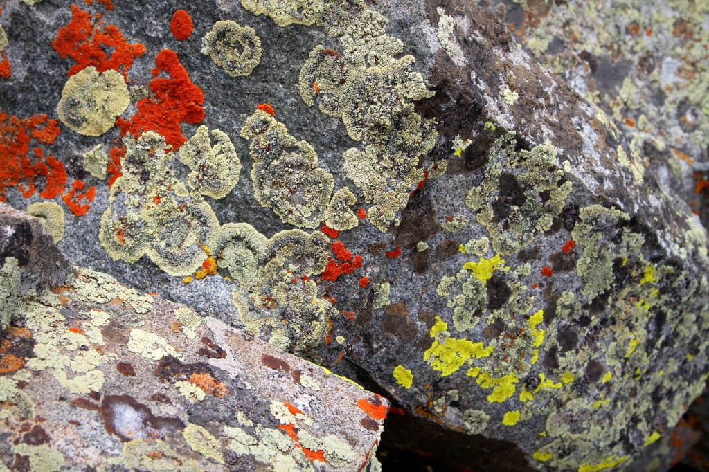 The lichen on the boulders at the summit was eye-catching in amber, rust, sage and lime green colors.