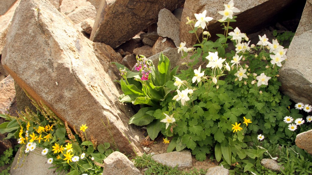 Determined wildflowers growing between the rocks (daisies, columbine, etc.).