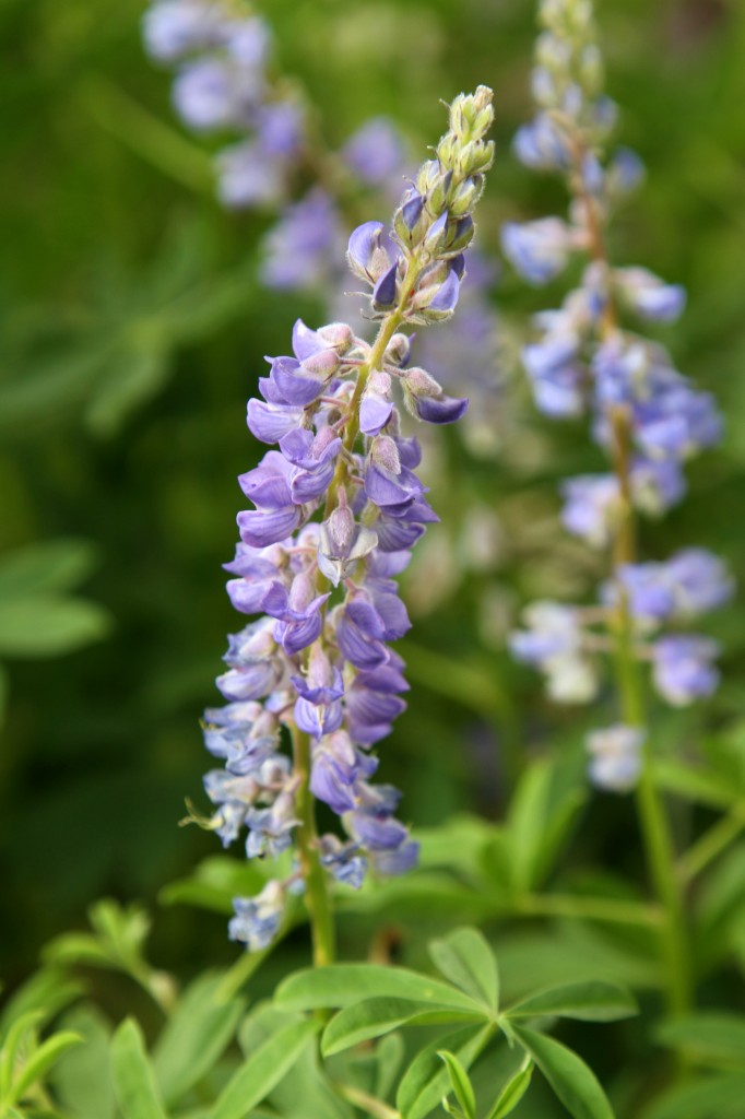 Pretty purple lupine line our path.