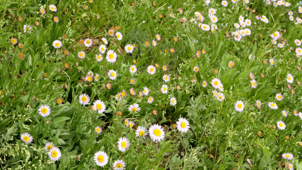 A field of mauve daisies.