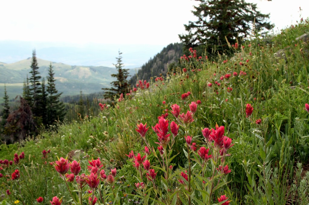 Various shades of Paintbrush (Castilleja) from pink-red to orange-red brighten the area.