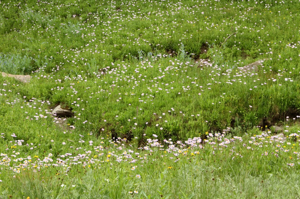 Daisies alongside an alpine river.