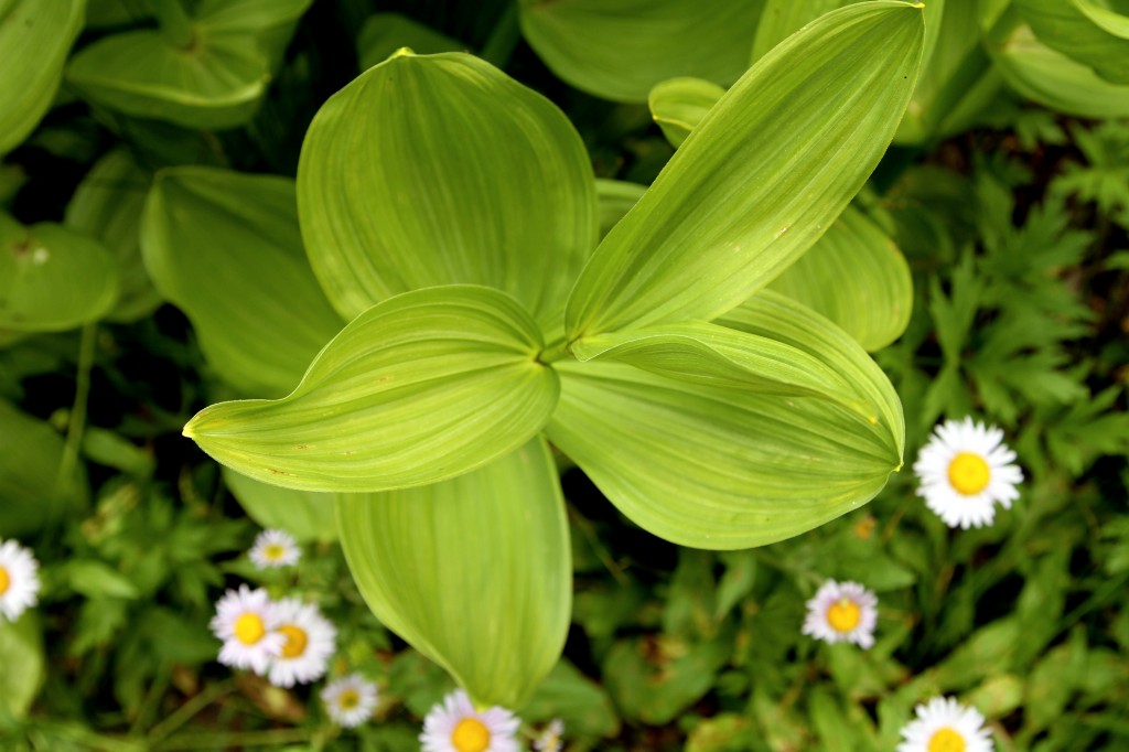 We pass through meadows of interesting plants.