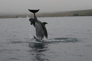 spinner dolphins